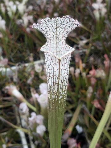 Sarracenia（サラセニア）の商品一覧 | Y's Exotics （山田食虫植物農園）