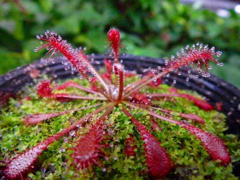 Drosera（ドロセラ/モウセンゴケ）の商品一覧 | Y's Exotics （山田食虫植物農園）