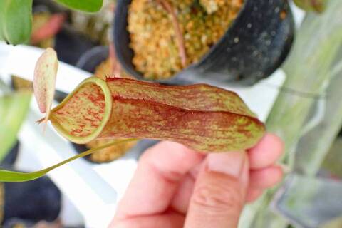 teatネペン Nepenthes（ネペンテス/ウツボカズラ）の商品一覧 | Y's Exotics