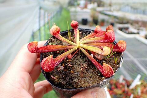 Y565 4-1 S. psittacina f. giant TF