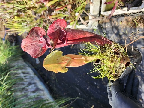 Y's Exotics （山田食虫植物農園）