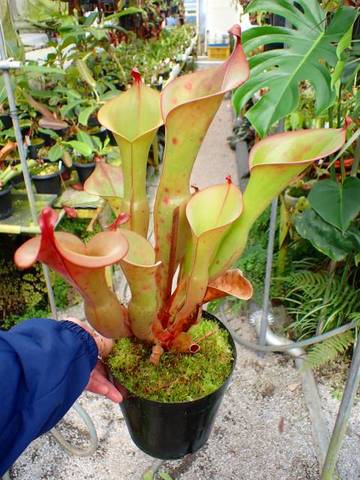 Heliamphora（ヘリアンフォラ）の商品一覧 | Y's Exotics （山田食虫植物農園）