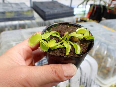 J255 5-1 Dionaea muscipula `Triton' Cedric