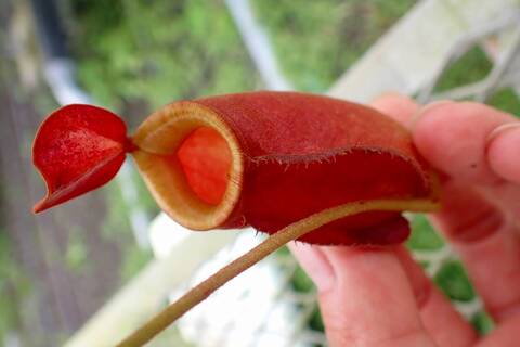 食虫植物N. xtrusmadensis AW clone:3 食虫植物N. xtrusmadensis AW clone:3 食虫植物N. xtrusmadensis