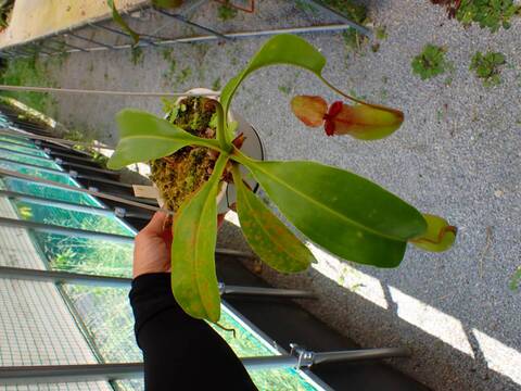 Y897 5-3 N. ventricosa (b) squat x truncata