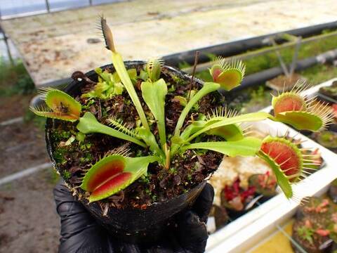 商品一覧 | Y's Exotics （山田食虫植物農園）