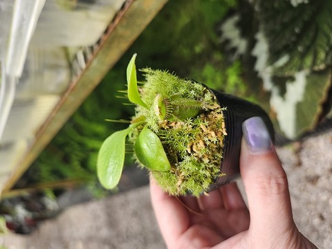 Cephalotus HMZ×SOHG （識別Think）大株 商品一覧 - Y's Exotics （山田食虫植物農園）