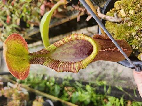 Nepenthes edwardsiana / Tambuyukon / AW / Clone:07