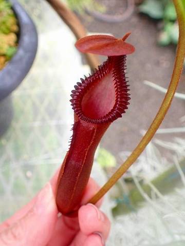 Nepenthes（ネペンテス/ウツボカズラ）の商品一覧 | Y's Exotics