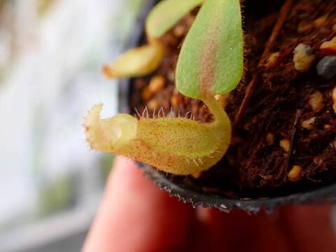 Y307 5-1 [YA-10] N. veitchii Bario (very big pitcher) x veitchii Bario (stripe peristome) Y's Lab