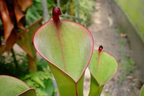 Y's Exotics （山田食虫植物農園）