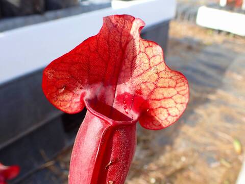 商品一覧 - Y's Exotics （山田食虫植物農園）