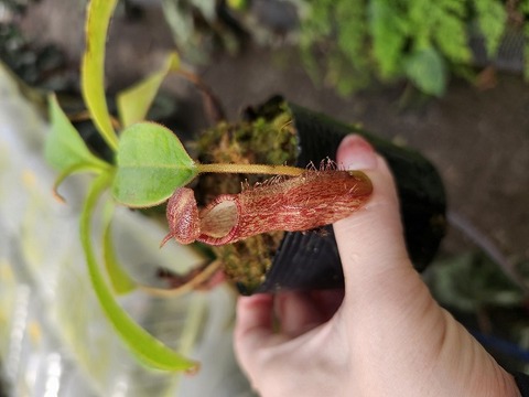 商品一覧 - Y's Exotics （山田食虫植物農園）