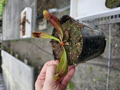 商品一覧 - Y's Exotics （山田食虫植物農園）