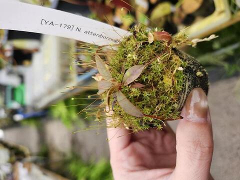 Y's Exotics （山田食虫植物農園）