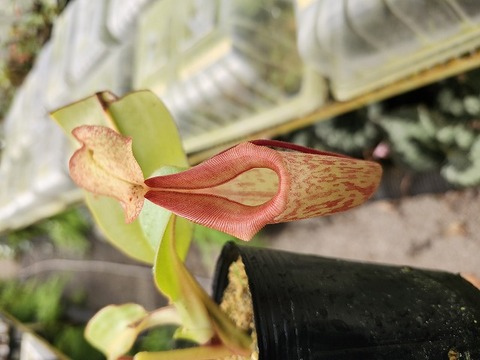 食虫植物N. xtrusmadensis AW clone:1 食虫植物N. xtrusmadensis AW clone:1 Nepenthes x