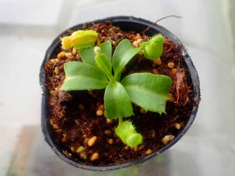 食虫植物　お知らせ用 300116_3.jpg