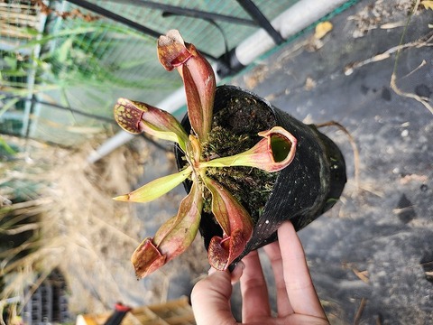 R588 S. purpurea ssp. purpurea Typ Hardy HCP