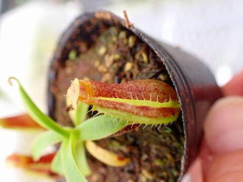 E204 5-1 [YA-14] N. sp. aff. bongso (from G. Gadut, seed-grown) Y's Lab