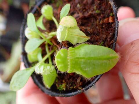 大福 30kg モカ大福 12個 セット 詰め合わせ 全国菓子博栄誉大賞 受賞 北海道産