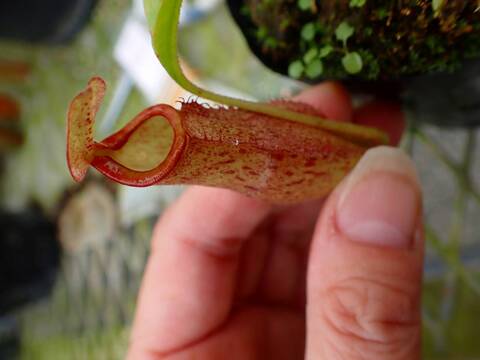 Y's Exotics （山田食虫植物農園）