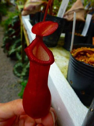 Nepenthes（ネペンテス/ウツボカズラ）の商品一覧 | Y's Exotics （山田食虫植物農園）