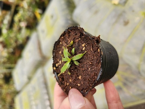 E202 1-2 [YA-2] N. lowii Mulu Y's Lab 