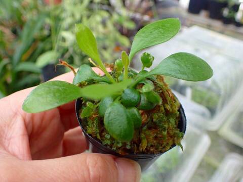 商品一覧 - Y's Exotics （山田食虫植物農園）