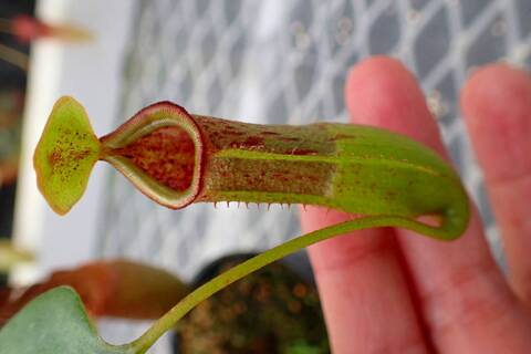 ネペンテス ブリジアナ5.0号 食虫植物 ネペンテス ブリジアナ 【観葉植物 5号／1個売り