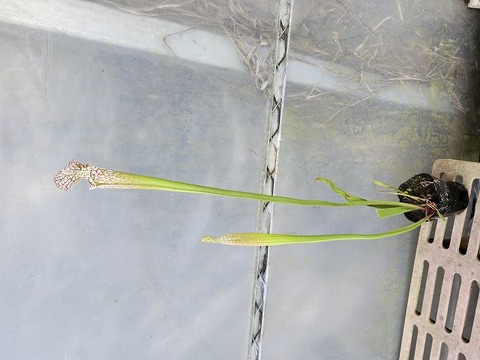 P436 2ura S. Hybrid Y's 