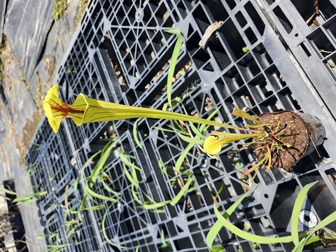 P634 2ura S. Hybrid Y's 