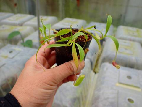 商品一覧 - Y's Exotics （山田食虫植物農園）