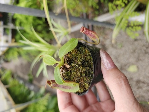 Nepenthes（ネペンテス/ウツボカズラ）の商品一覧 | Y's Exotics
