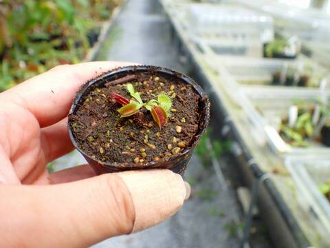 P603 5-1 Dionaea muscipula `BCP Phalanx x Bimbo' {extra long teeth} [BCP ID# 1622-03] BCP