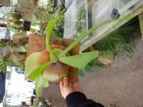 商品一覧 - Y's Exotics （山田食虫植物農園）