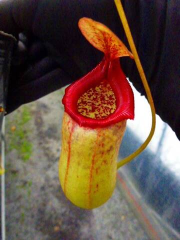 Nepenthes（ネペンテス/ウツボカズラ）の商品一覧 | Y's Exotics （山田食虫植物農園）