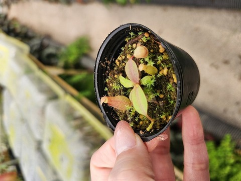 商品一覧 - Y's Exotics （山田食虫植物農園）