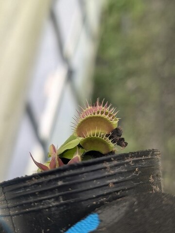 Dionaea ｍuscipula（ディオネア/ハエトリソウ）の商品一覧 | Y's Exotics （山田食虫植物農園）