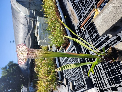 G068 2ura S. Hybrid Y's 