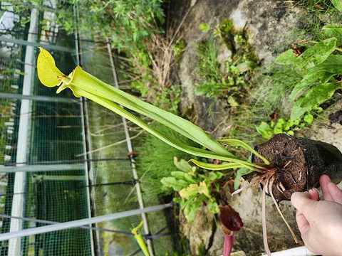 Sarracenia（サラセニア）の商品一覧 | Y's Exotics （山田食虫植物農園）