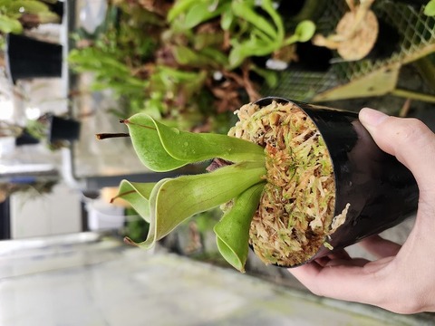 ヘリアンフォラ3点セット みょん 商品一覧 - Y's Exotics （山田食虫植物農園）