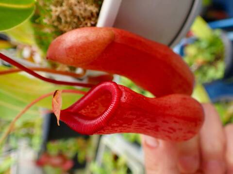 J117 5-3 N. ventricosa (seedling) 山本