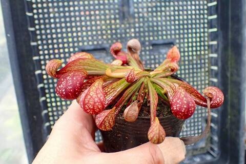 R112 1H S. psittacina (dark maroom) Lee's