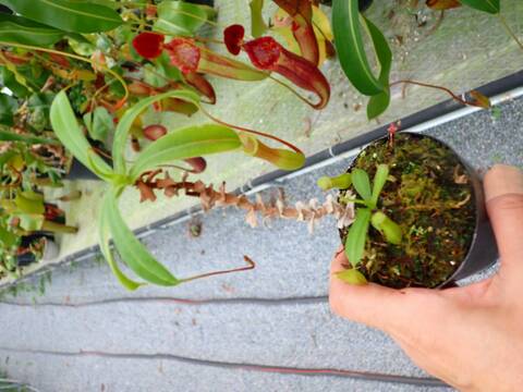 P202 5-3 N. ventricosa-red seedling
