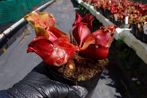 Y's Exotics （山田食虫植物農園）