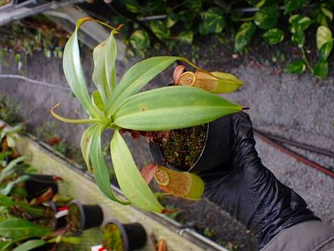Nepenthes Species（ネペンテス原種）の商品一覧 | Y's Exotics （山田