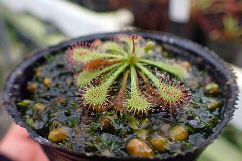 商品一覧 | Y's Exotics （山田食虫植物農園）