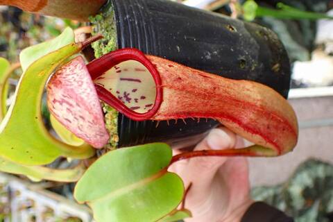 ネペンテス・ダイデリアナ Amazon.co.jp: PLANCHU 食虫植物 ネペンテス ダイエリアナ 5号