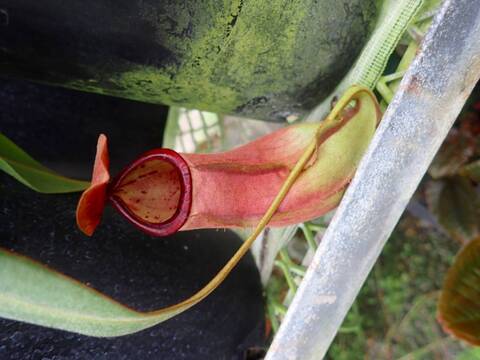 Nepenthes（ネペンテス/ウツボカズラ）の商品一覧 | Y's Exotics