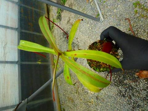 Y847 5-3 #BBB N. ventricosa x densiflora | Y's Exotics